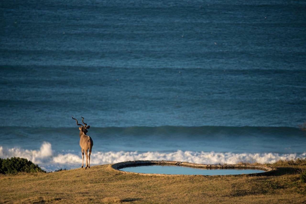 Oceana Beach And Wildlife Reserve Port Alfred Esterno foto