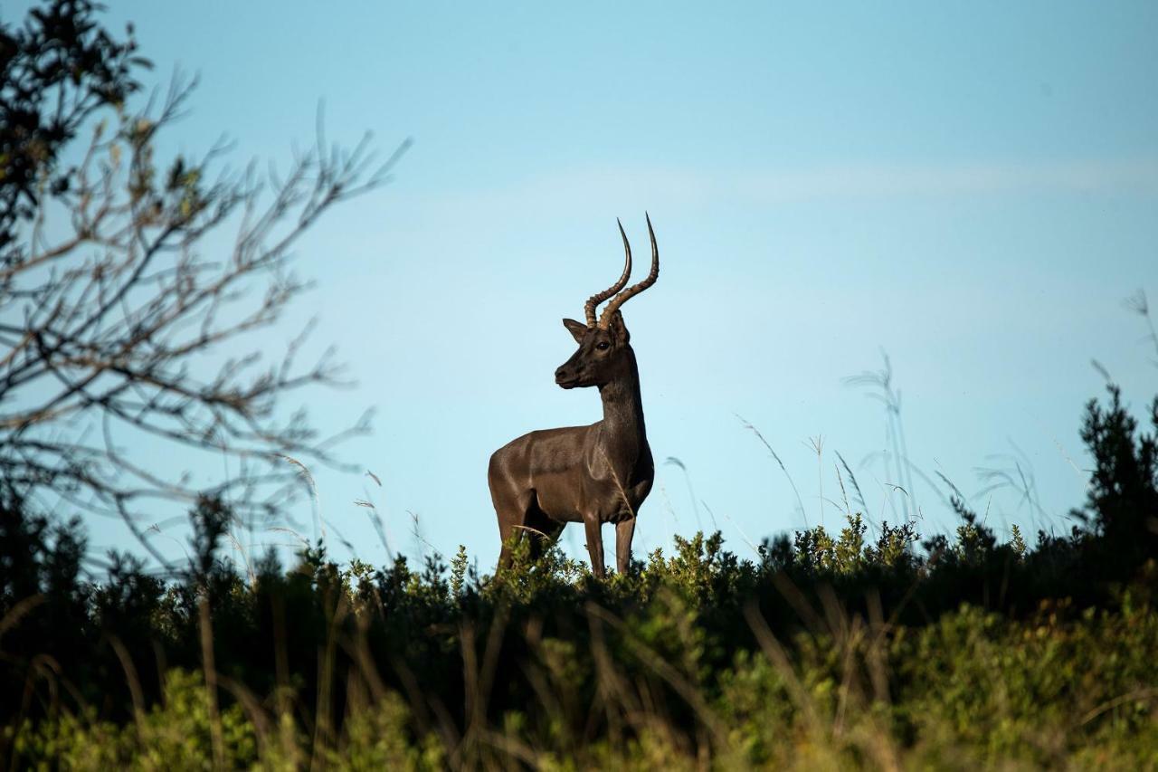 Oceana Beach And Wildlife Reserve Port Alfred Esterno foto