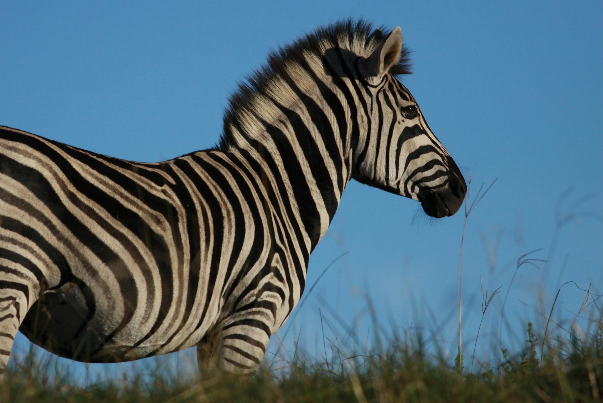 Oceana Beach And Wildlife Reserve Port Alfred Esterno foto